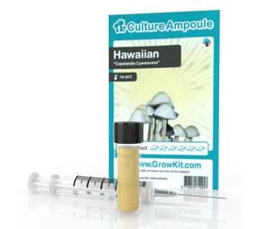 Novus Fumus Hawaiian – zestaw ampułek kultury Novus Fumus Hawaiian – zestaw ampułek kultury