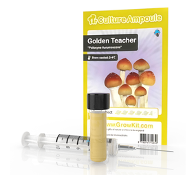 Novus Fumus Golden Teacher – Zestaw Ampułek Kultury Novus Fumus Golden Teacher – Zestaw Ampułek Kultury