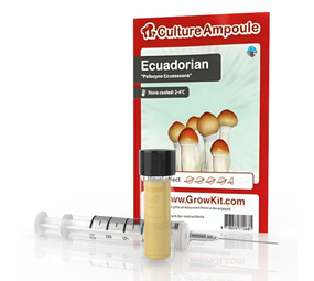 Novus Fumus Ekwadorski – zestaw ampułek kulturowych Novus Fumus Ekwadorski – zestaw ampułek kulturowych