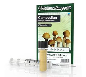 Novus Fumus Kambodżański – zestaw ampułek kulturowych Novus Fumus Kambodżański – zestaw ampułek kulturowych