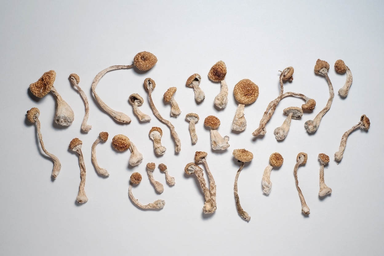 Drying & Storing Magic Mushrooms and Truffles: How to Do It Right.