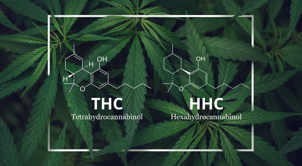 Las diferencias entre THC y HHC: Una guía completa Las diferencias entre THC y HHC: Una guía completa