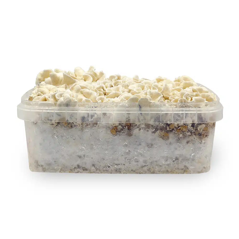 What Is the Waikiki Waves Magic Mushroom Grow Kit?