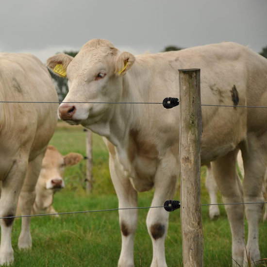 Gallagher Schroefisolator BS hout super 100 st