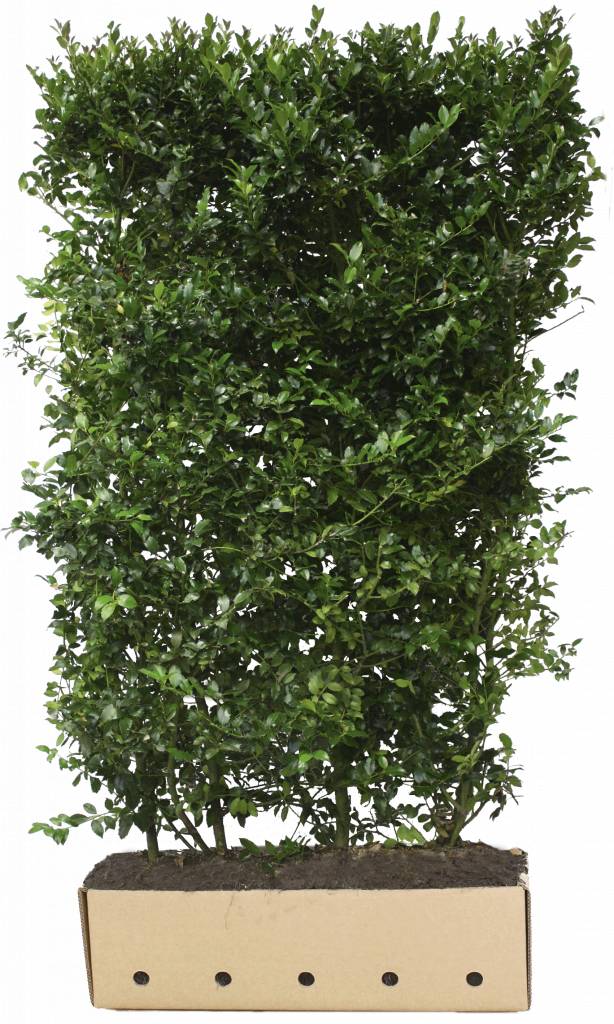 Kant en Klaar Haag Ilex Meserveae Blue Maid hoogte 180 cm.