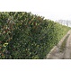 Kant en Klaar Haag Ilex Meserveae Blue Maid hoogte 180 cm.