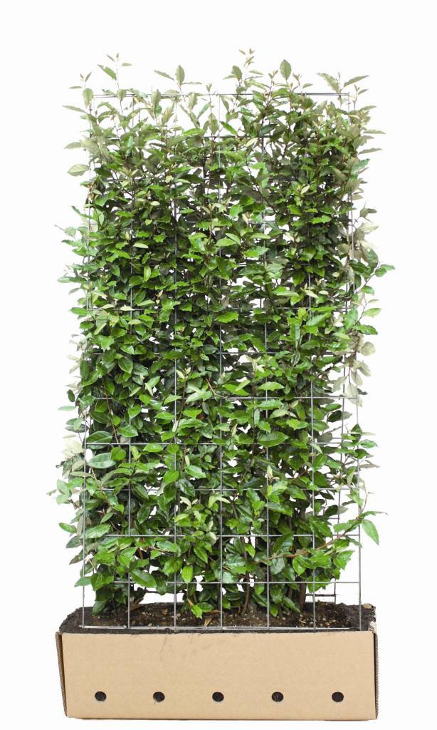 Kant en Klaar Haag Elaeagnus Ebbingei hoogte180 cm. afbeelding