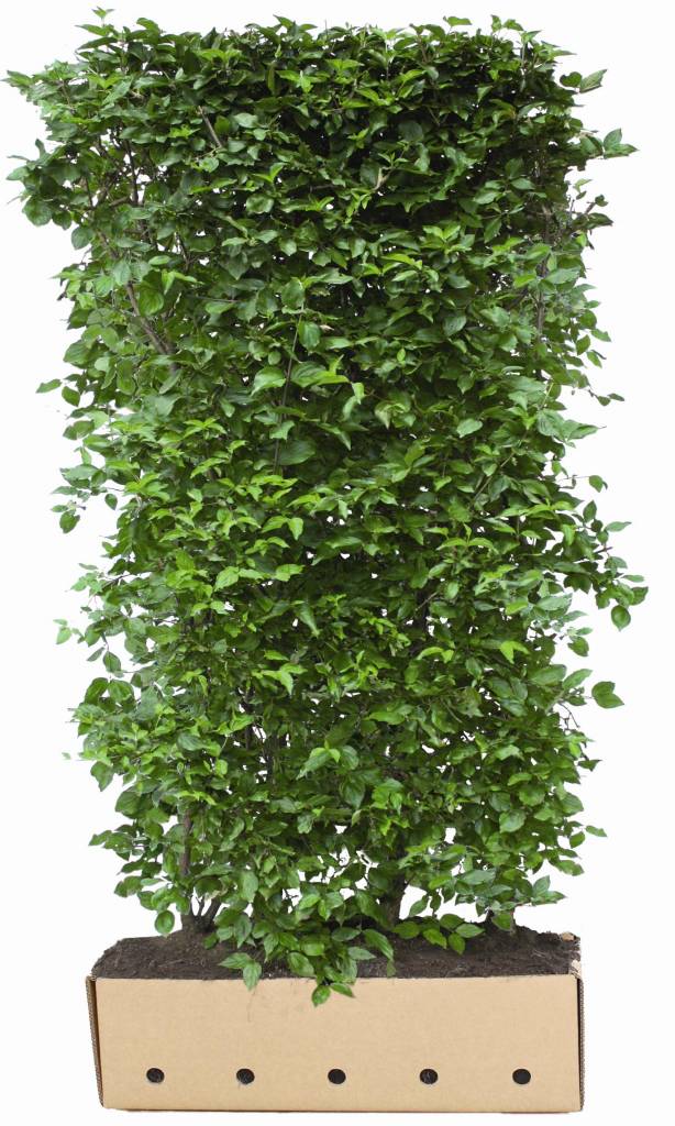 Kant en Klaar Haag Cornus Mas hoogte 200 cm. afbeelding