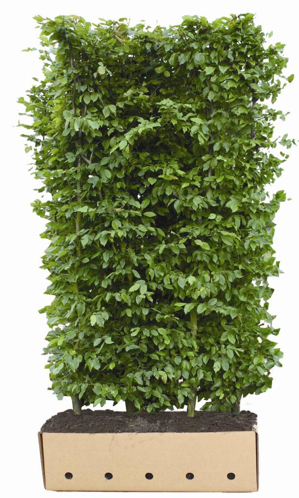 Kant en Klaar Haag Carpinus Betulus hoogte 200 cm. afbeelding