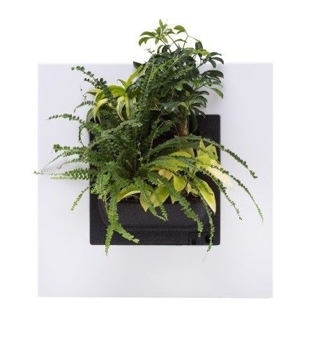 LivePicture GO wit, levend planten schilderij afbeelding