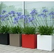 Polyester plantenbak Buxus 100x50x50cm.