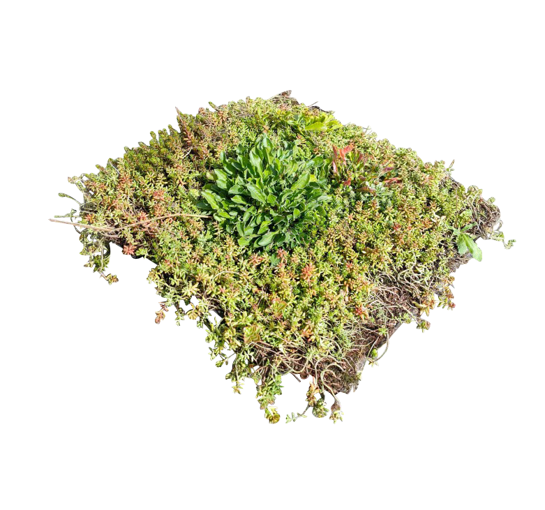 Op TuinenGroen is alles over tuin te vinden: waaronder compleet groen en specifiek Wildflower Sedum cassette per m2 (Wildflower-Sedum-cassette-per-m2228263753)