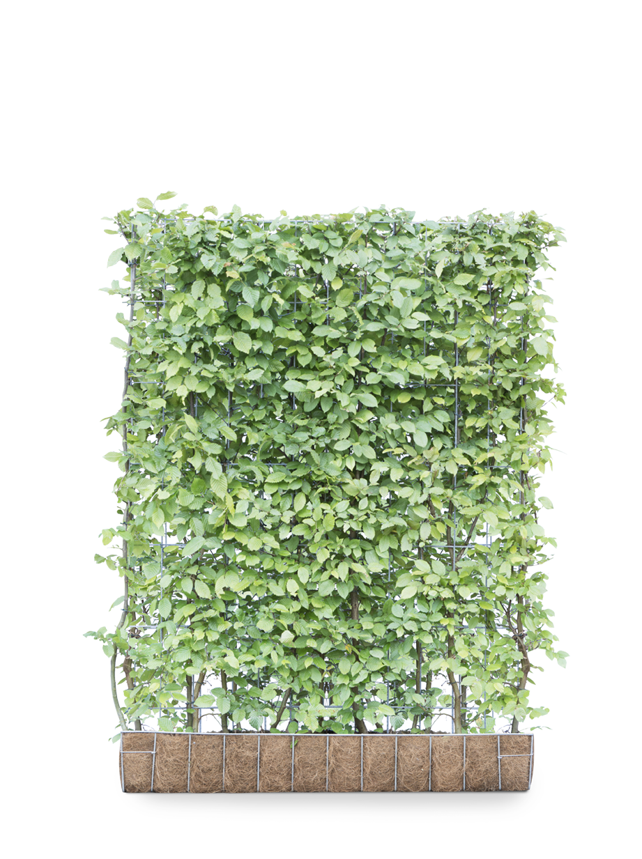 Mobilane Kant en klaar haag Carpinus Betulus Haagbeuk 120x155cm. afbeelding