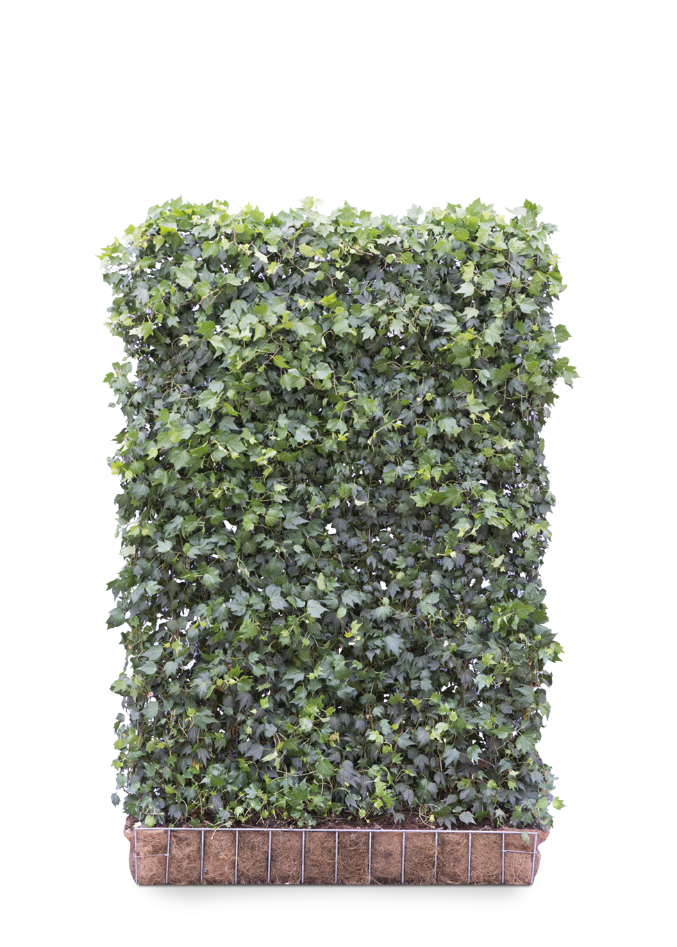 Mobilane Kant en klaar haag Hedera helix Green Ripple 120x180cm. afbeelding