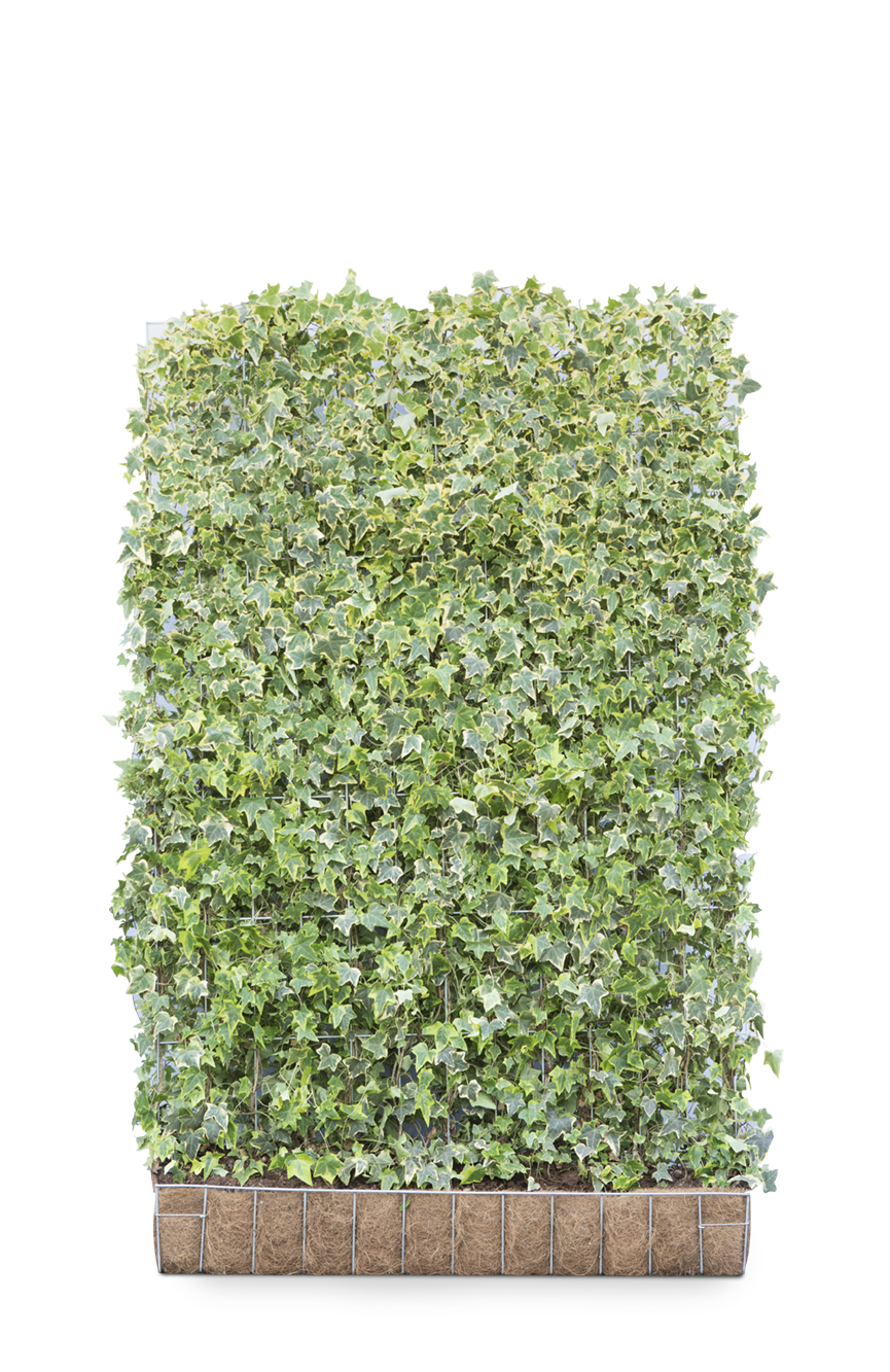 Mobilane Kant en klaar haag Hedera helix Goldchild 120x180cm. afbeelding