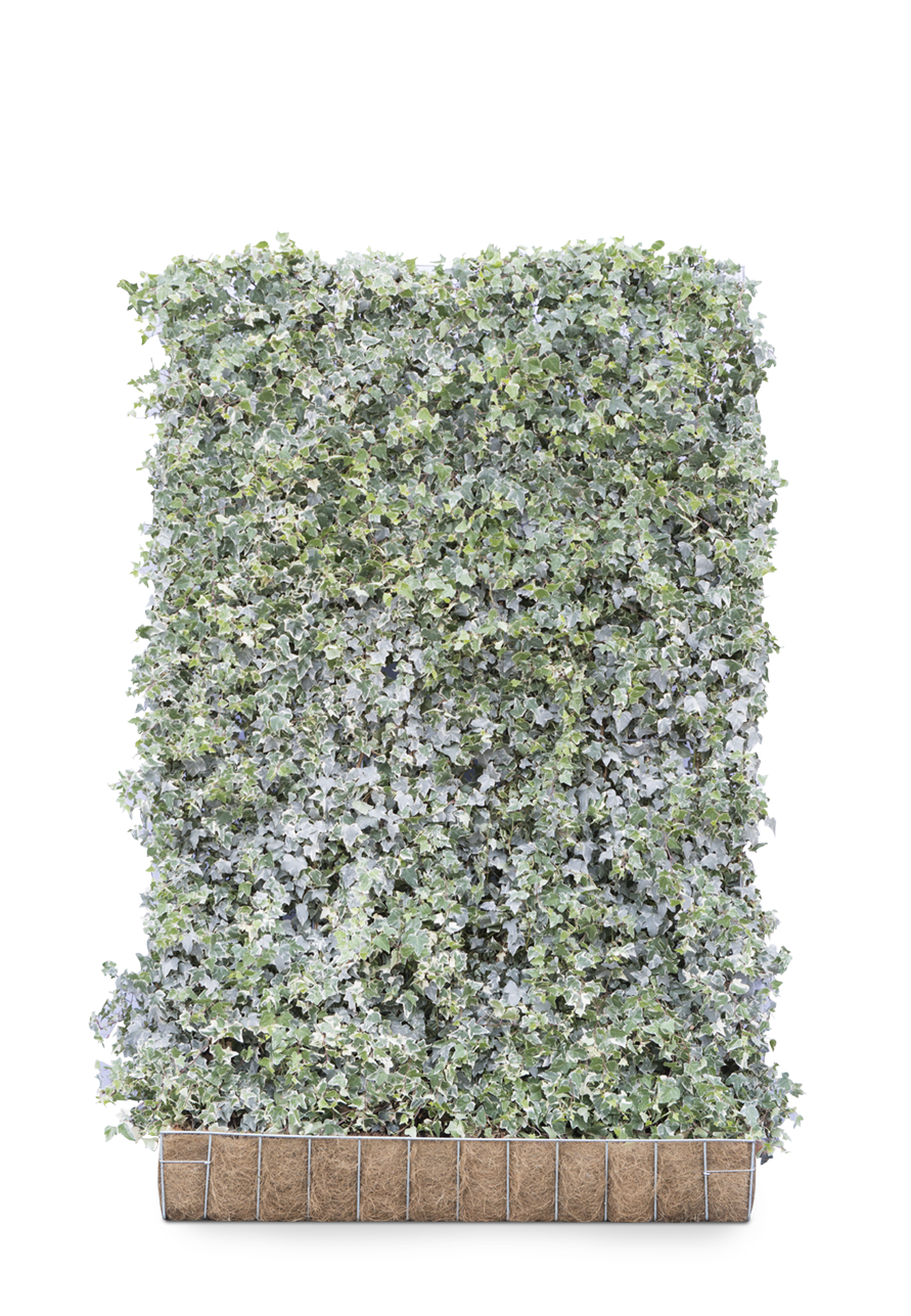 Mobilane Kant en klaar haag Hedera helix Glacier 120x180cm. afbeelding