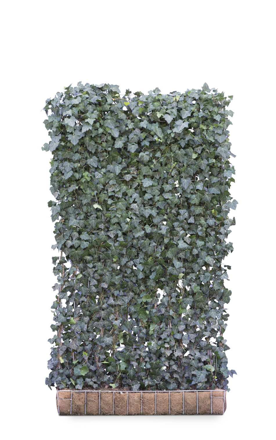 Mobilane Kant en klaar haag Hedera helix Woerner 120x220cm. afbeelding