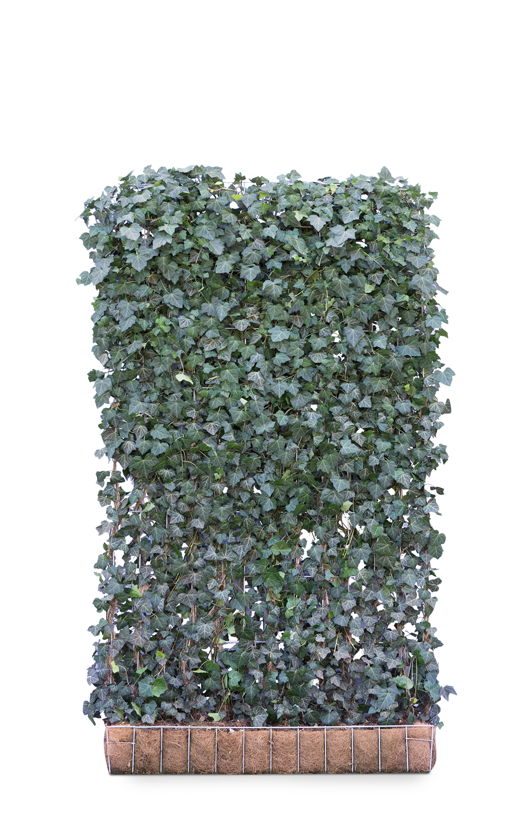 Mobilane Kant en klaar haag Hedera helix Woerner 120x200cm. afbeelding