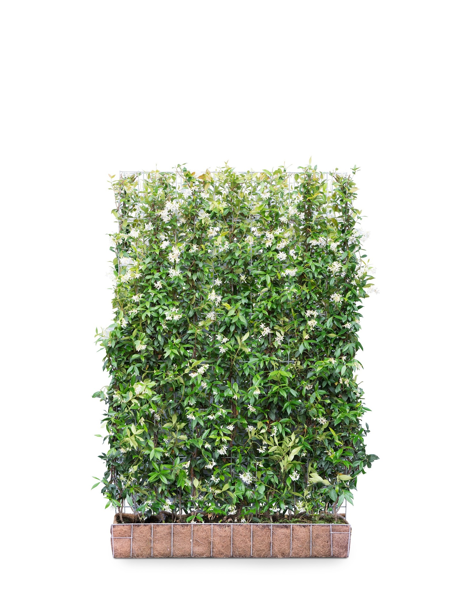 Kant en klaar haag Trachelospermum Jasminoides 120x180cm.