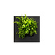 LivePicture GO Bamboo zwart, levend planten schilderij