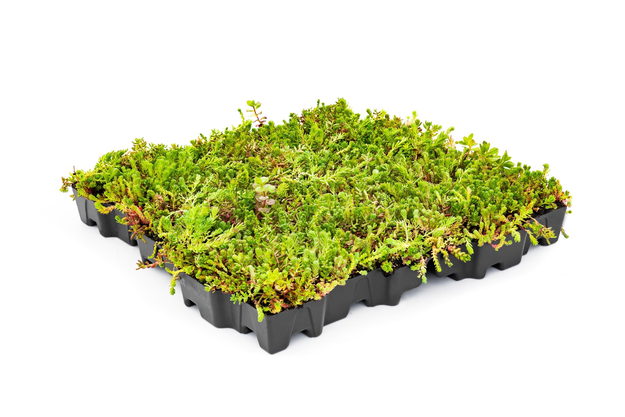 Kant en Klaar groen Sedumdak Mobilane Mobiroof ECO per stuk (0,25m2) afbeelding