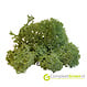 Rendiermos medium groen 500 gram