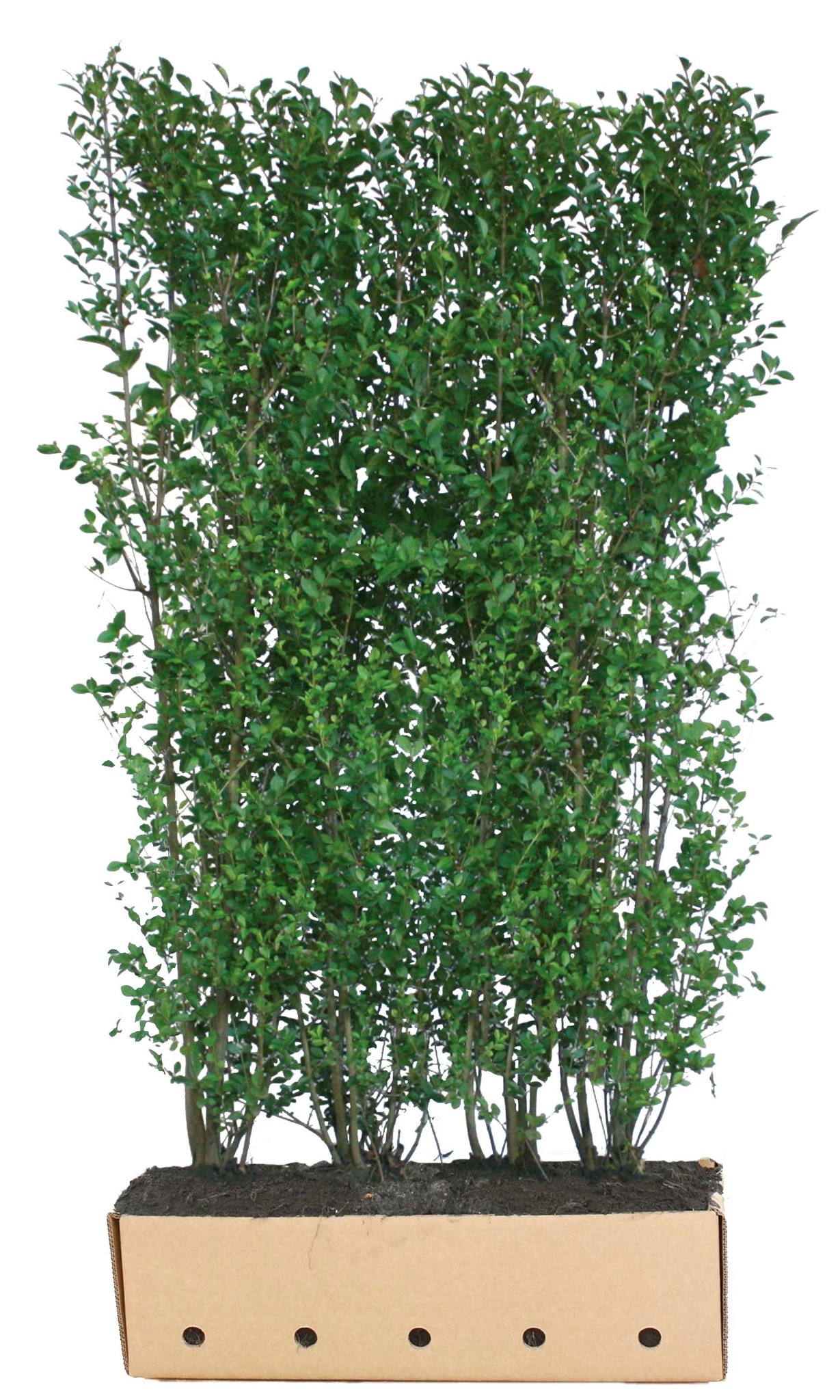 Kant en klaar haag Ligustrum ovalifolium 100x200cm. afbeelding