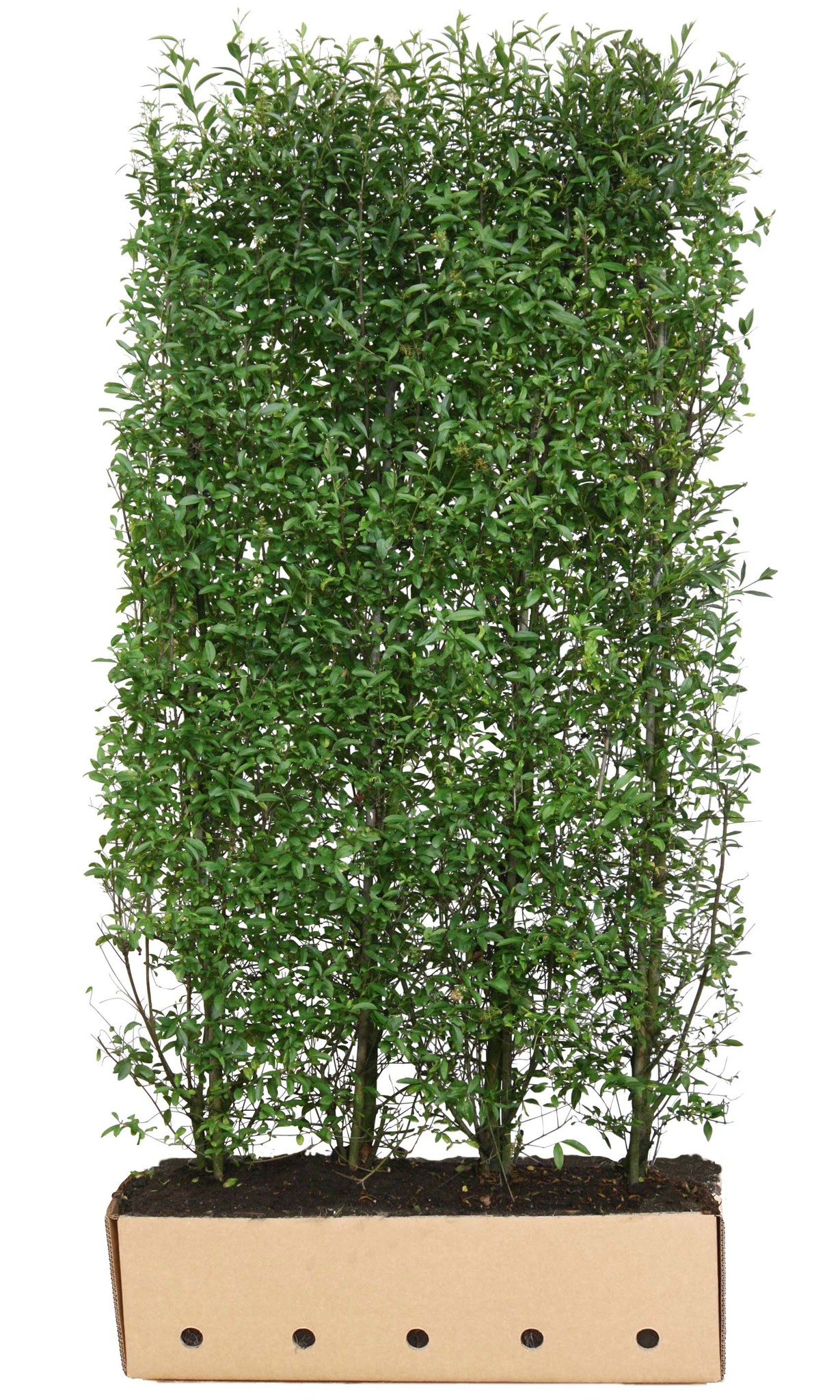 Kant en klaar haag Ligustrum vulgare Atrovirens 100x200cm. afbeelding