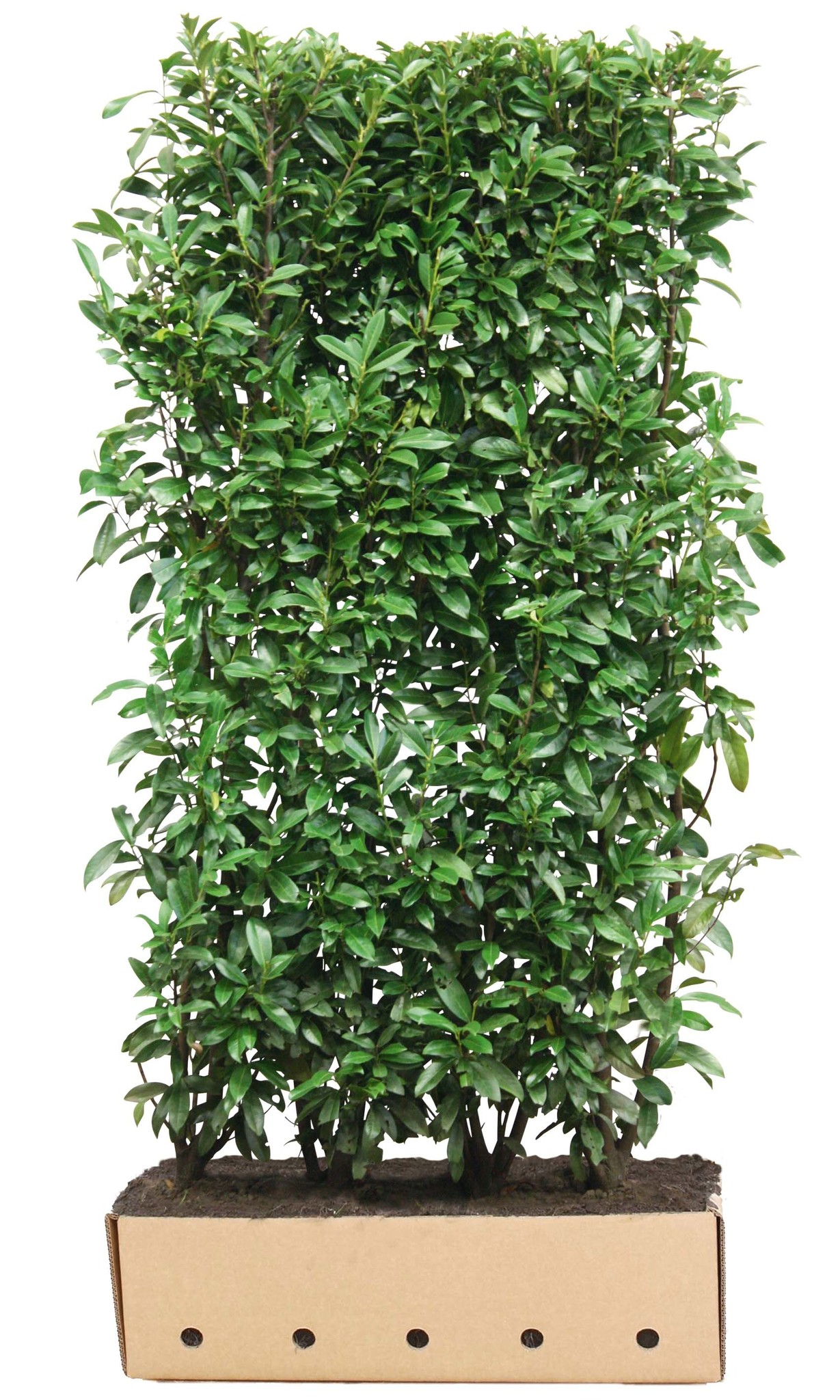Kant en klaar haag Prunus laurocerasus Genolia 100x200cm. afbeelding