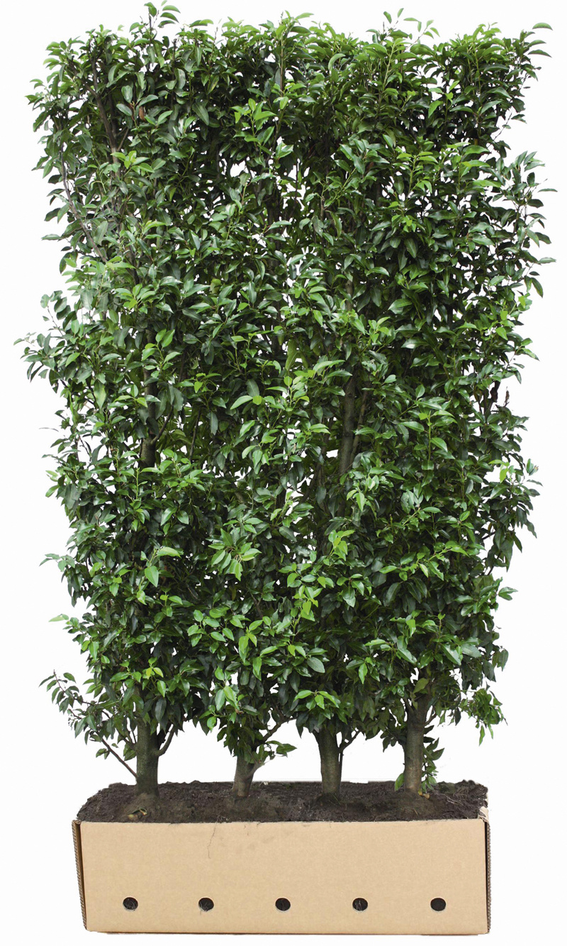 Kant en klaar haag Prunus lusitanica Angustifolia 100x180-200cm. afbeelding
