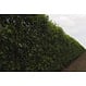 Kant en klaar haag Prunus lusitanica Angustifolia 100x180-200cm.