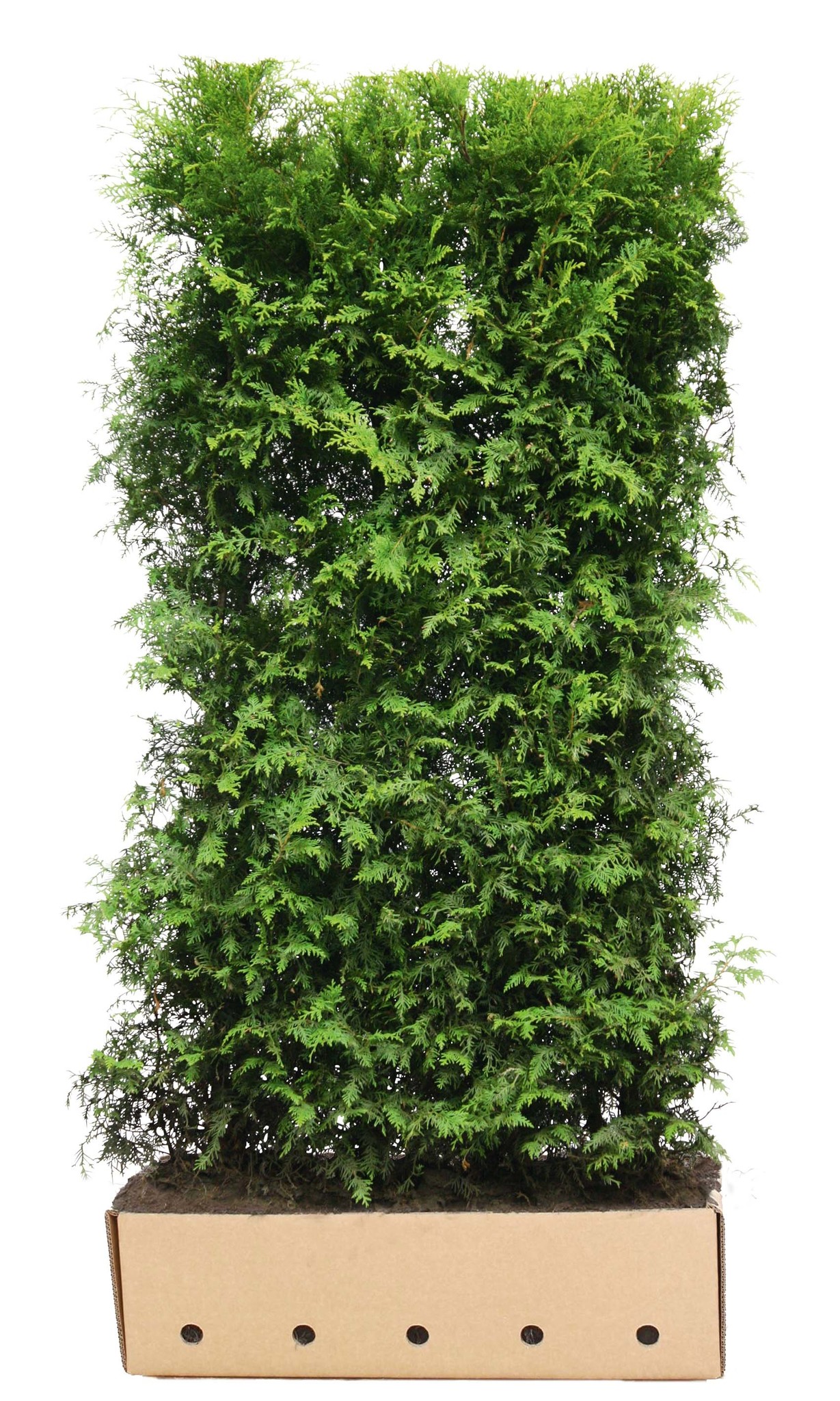 Kant en klaar haag Thuja occidentalis Brabant 100x200cm. afbeelding