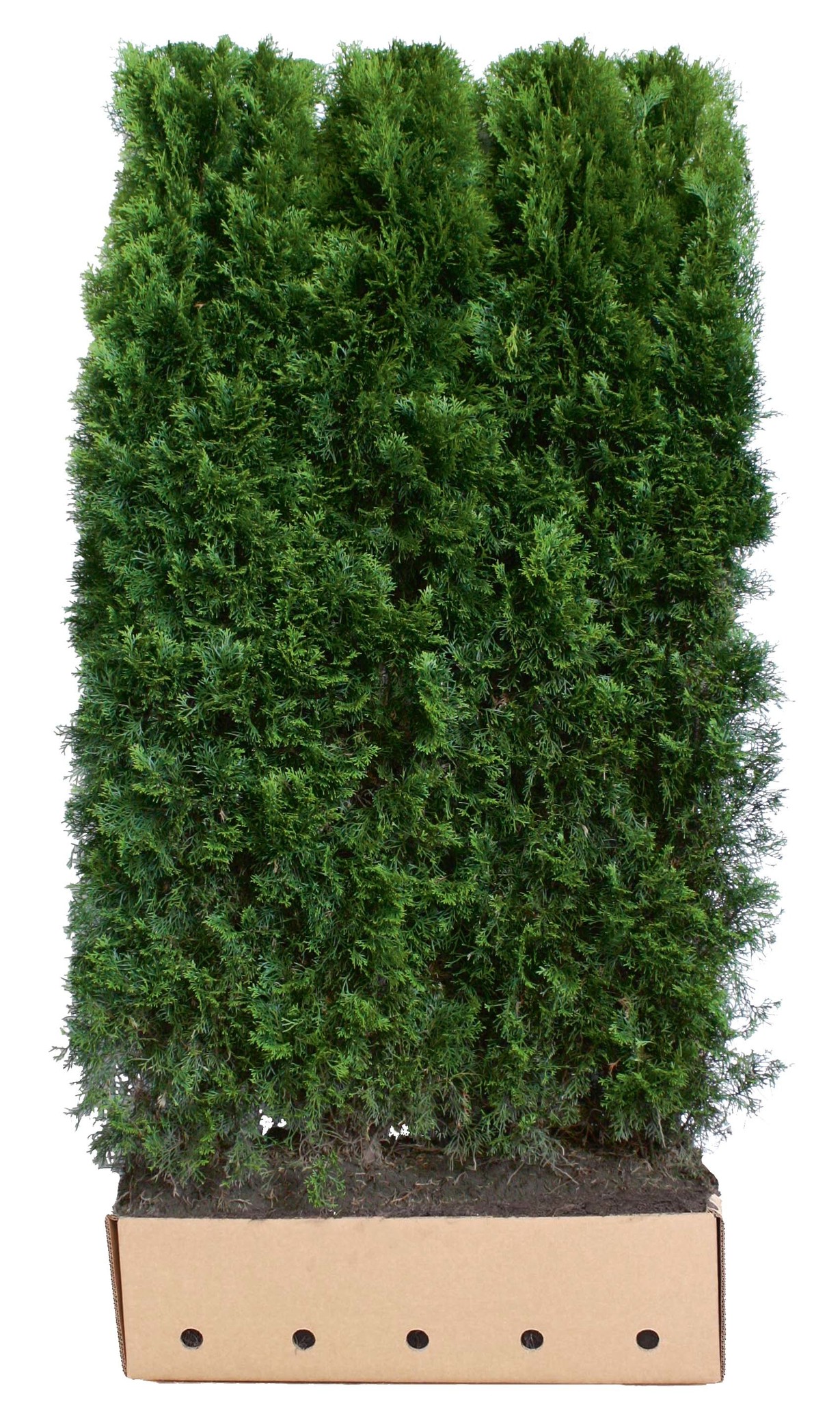 Kant en klaar haag Thuja occidentalis Smaragd 100x200cm.