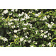 Kant en klaar haag Trachelospermum jasminoides 100x180cm.