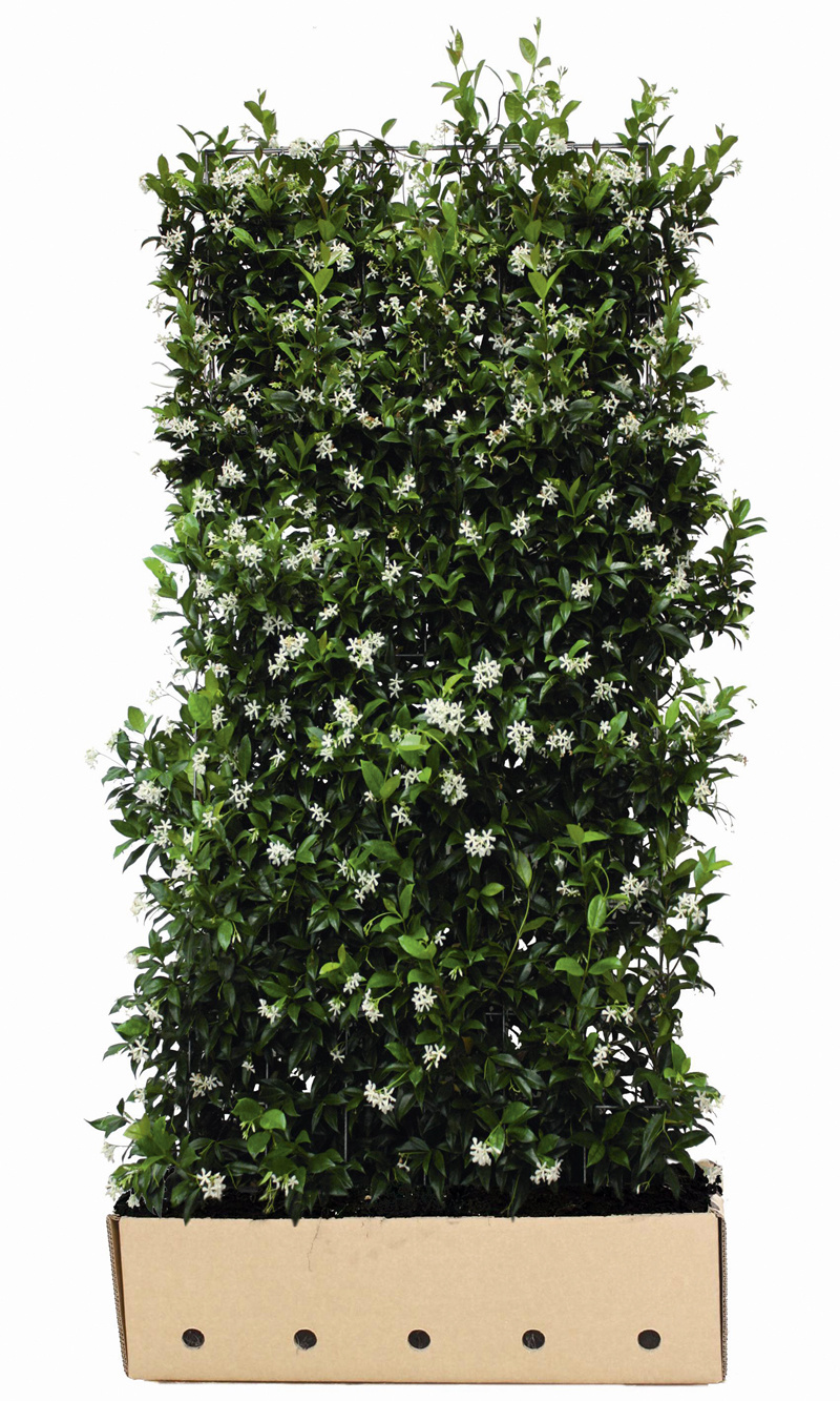 Kant en klaar haag Trachelospermum jasminoides 100x180cm.