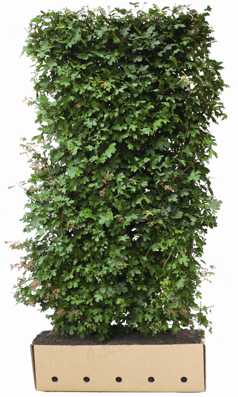 Kant en klaar haag Acer campestre 100x200cm. afbeelding