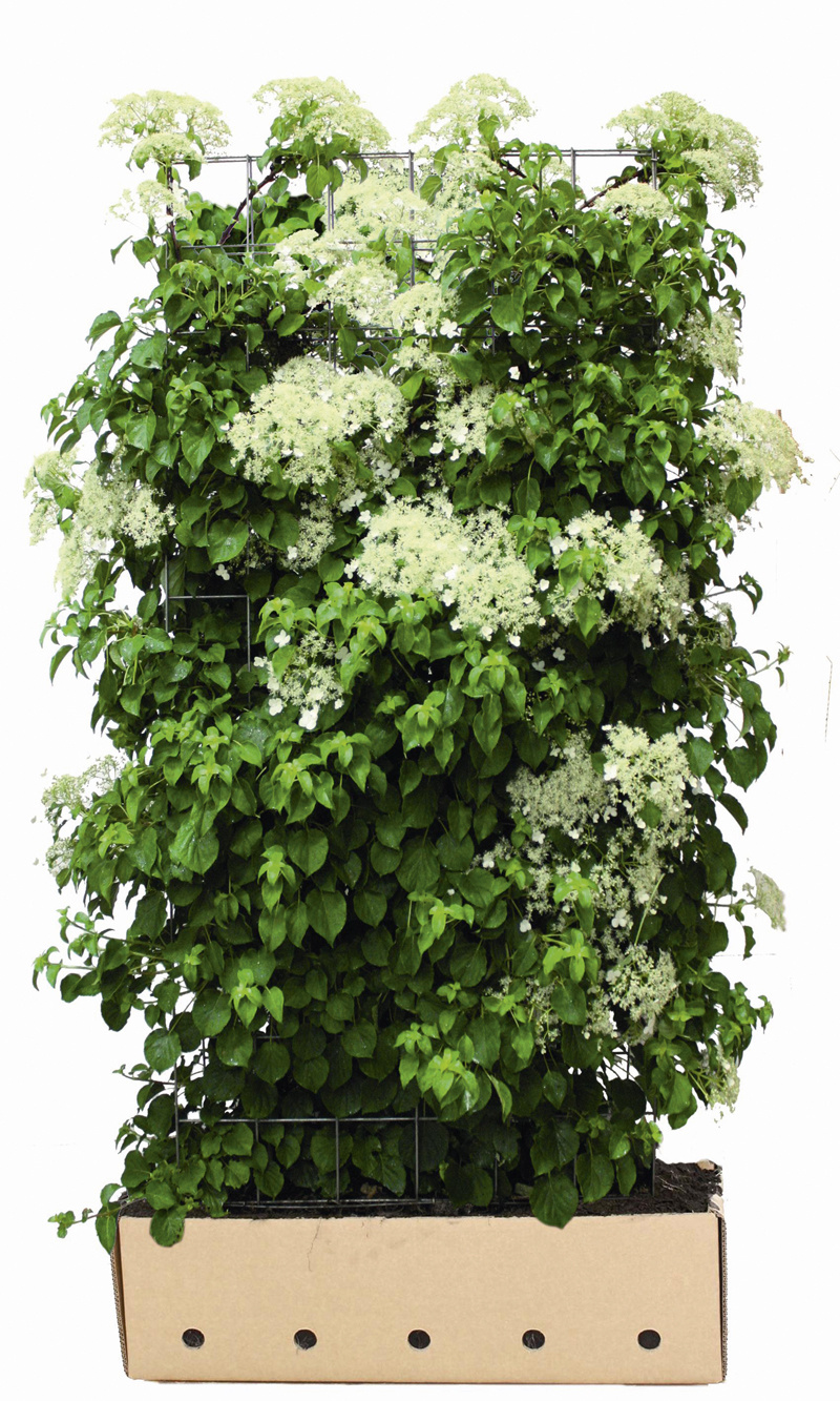 Kant en klaar haag Hydrangea anomala petiolaris 100x180cm. afbeelding