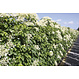 Kant en klaar haag Hydrangea anomala petiolaris 100x180cm.