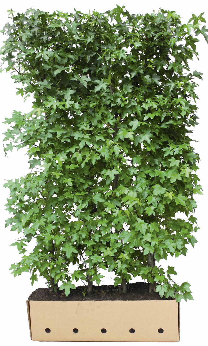 Kant en klaar haag Liquidambar styraciflua 100x200cm. afbeelding