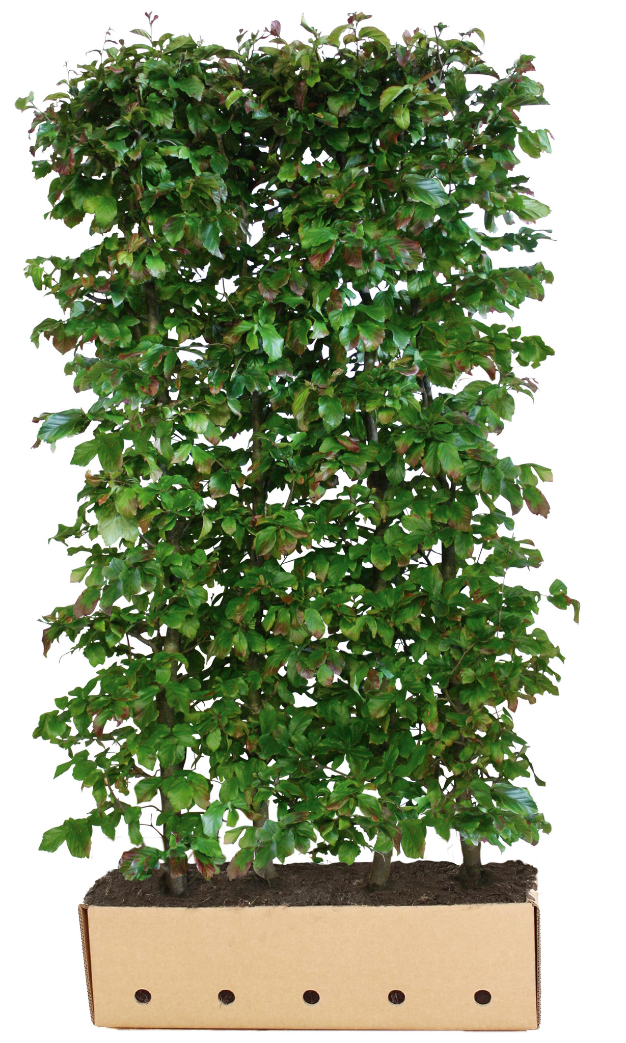 Kant en klaar haag Parrotia persica Vanessa 100x200cm. afbeelding