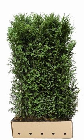 Kant en Klaar Haag Taxus Baccata 100x200cm afbeelding