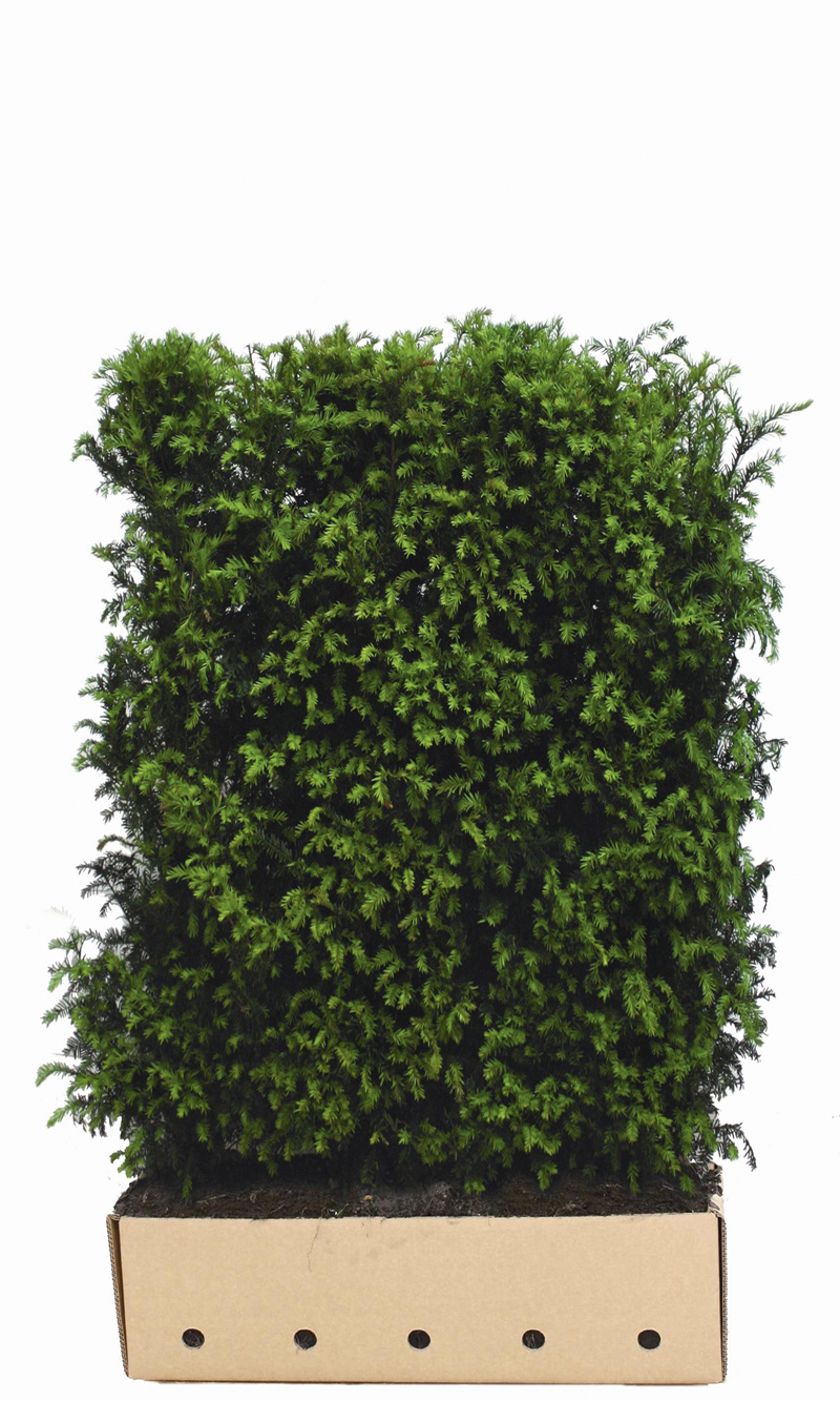 Kant en Klaar Haag Taxus Baccata 100x150cm. afbeelding