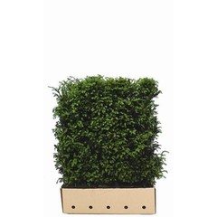 Kant en Klaar Haag Taxus Baccata 100x120cm.