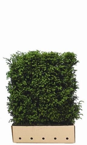 Kant en Klaar Haag Taxus Baccata 100x120cm. afbeelding