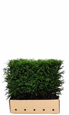 Kant en Klaar Haag Taxus Baccata 100x80cm. afbeelding