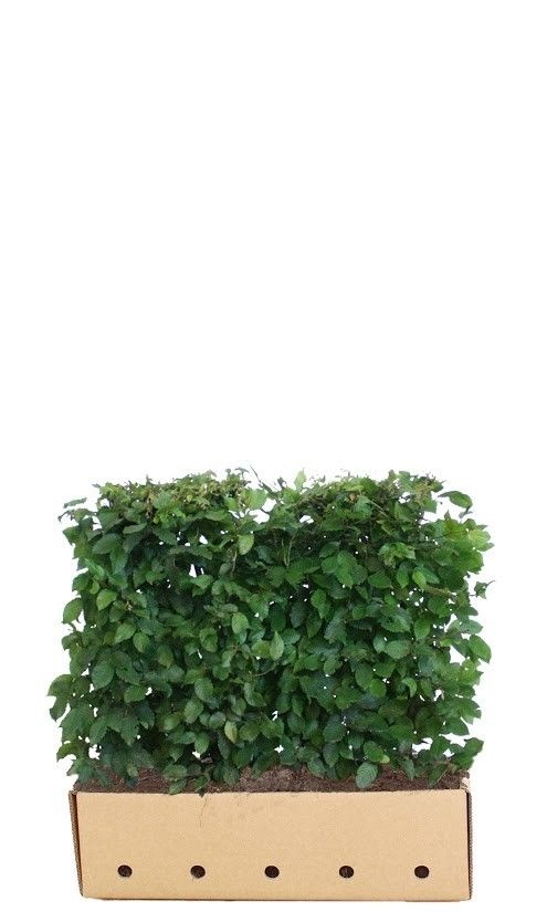 Kant en Klaar Haag Carpinus Betulus 100x80cm. afbeelding