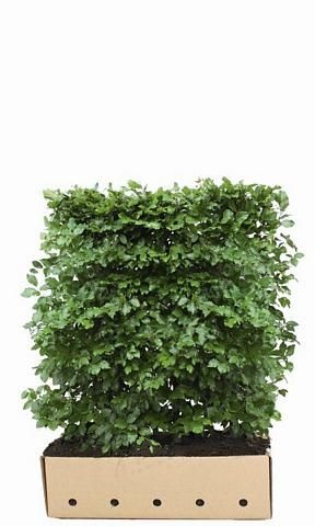Kant en Klaar Haag Carpinus Betulus 100x120cm. afbeelding