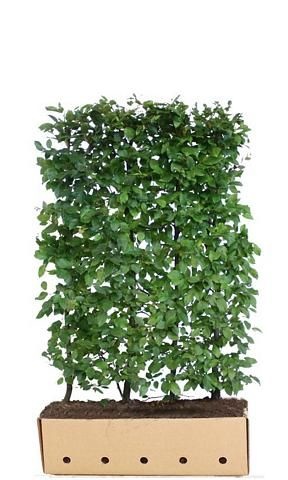 Kant en Klaar Haag Carpinus Betulus 100x150cm. afbeelding