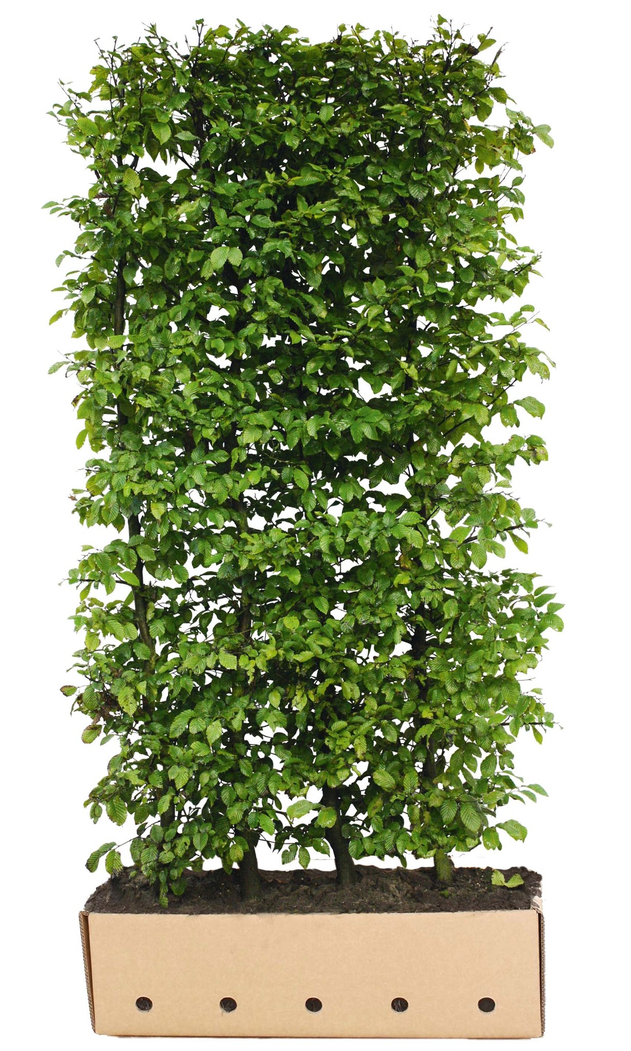 Kant en Klaar Haag Carpinus Betulus 100x200cm. afbeelding