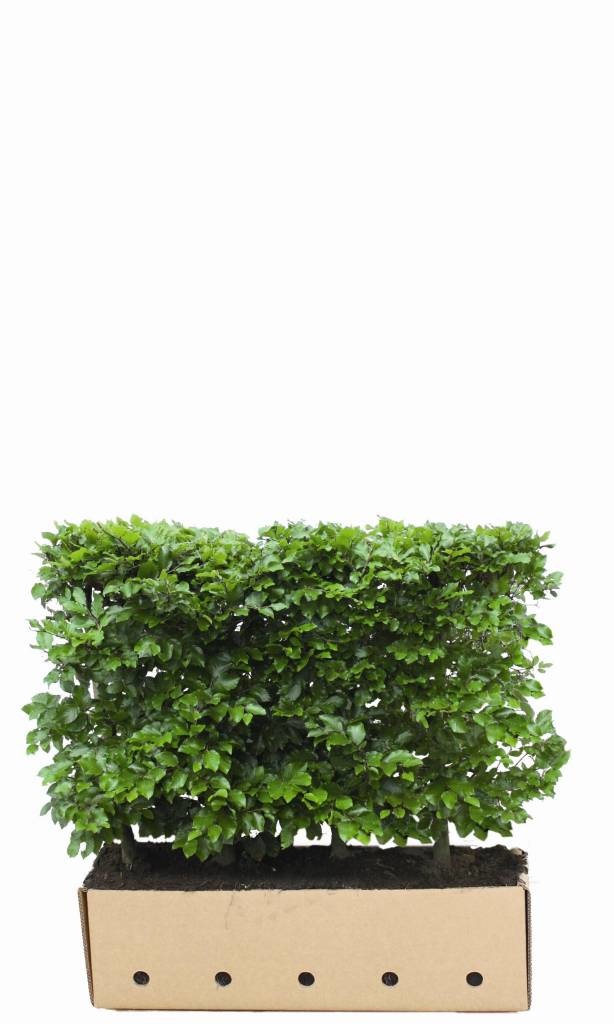 Kant en Klaar Haag Fagus Sylvatica 100x80cm. afbeelding